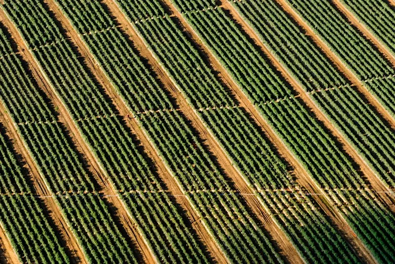 Sicilian vineyard rows on Etna slopes — wine tour destination with private chauffeur