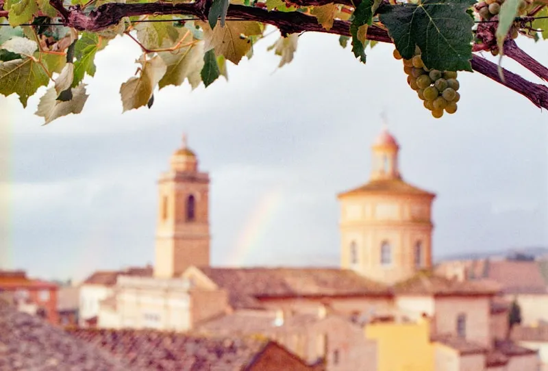 Sicilian vineyard landscape — Etna DOC wine region